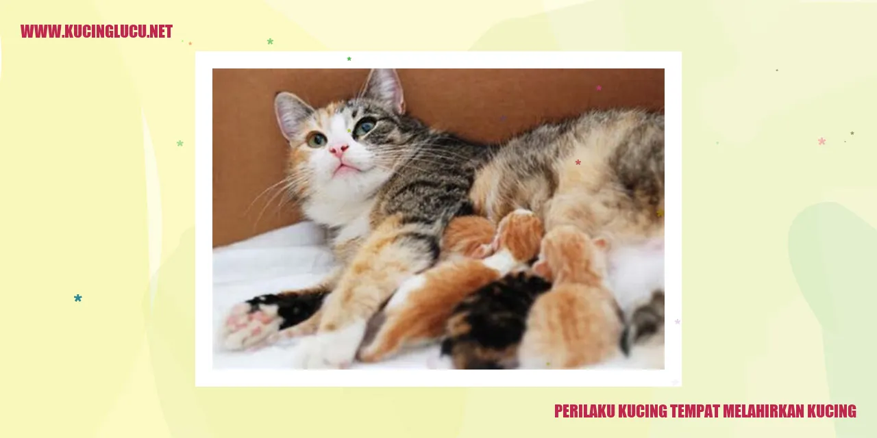 Kucing Saat Akan Melahirkan