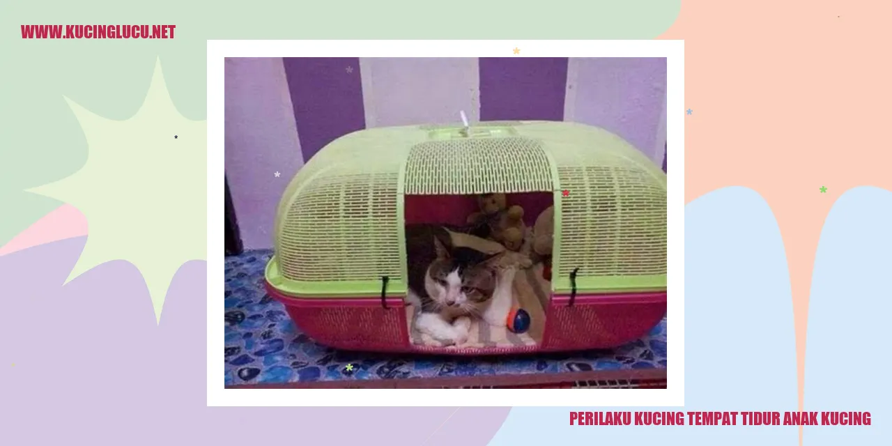Perilaku Kucing tempat tidur anak kucing