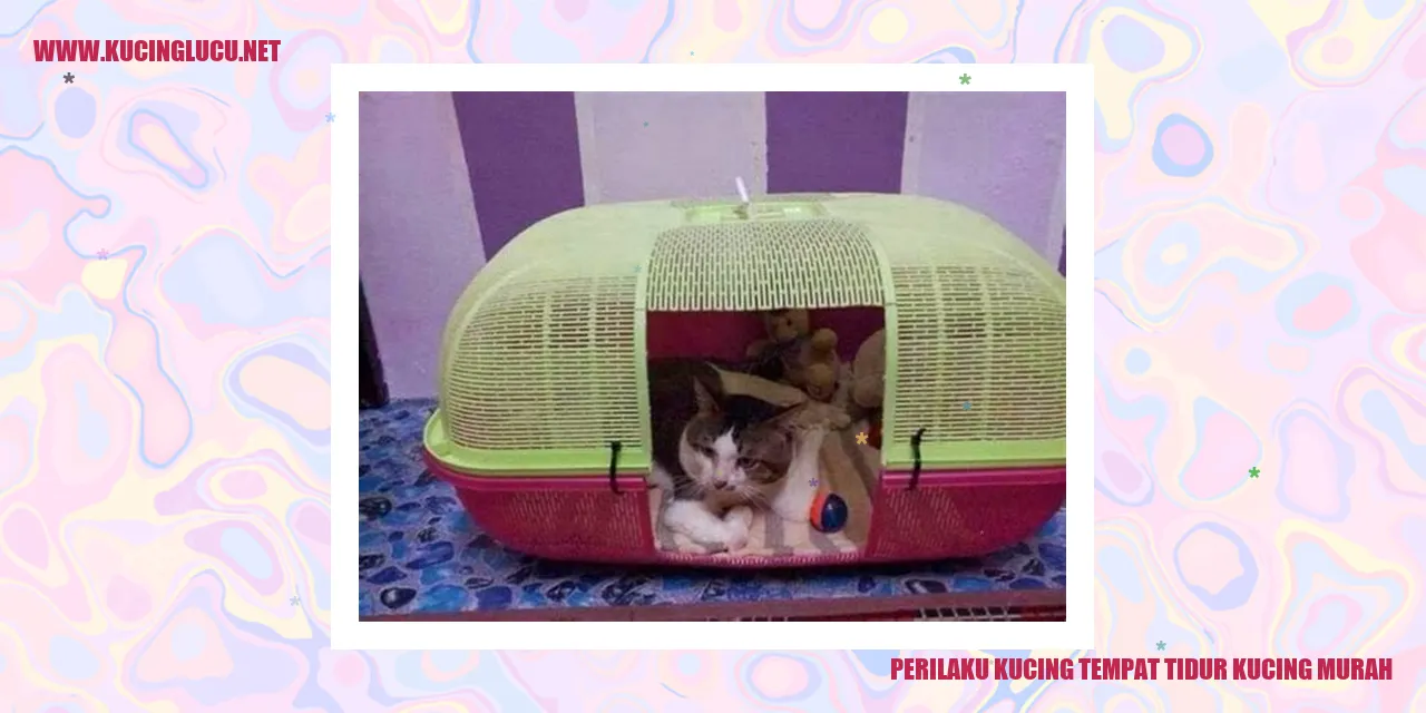 Kucing tidur di tempat tidur kucing