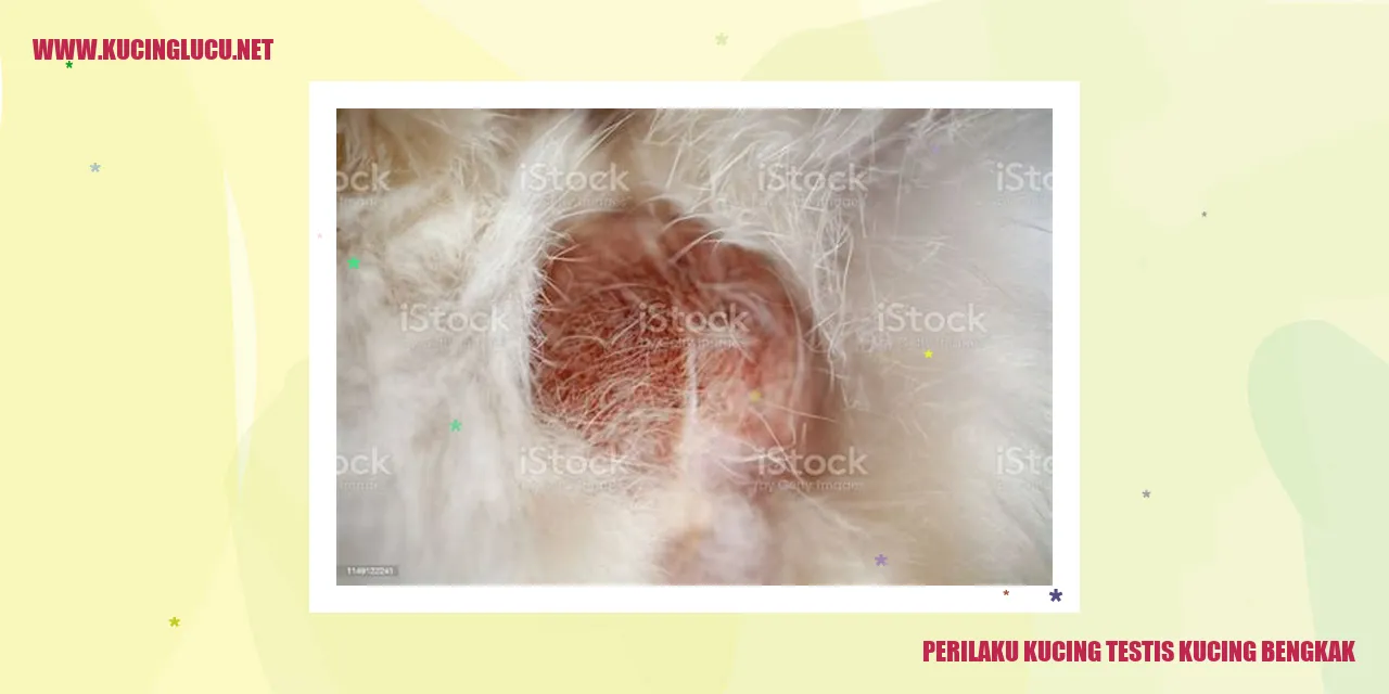 Gambar Kucing dengan Testis Bengkak