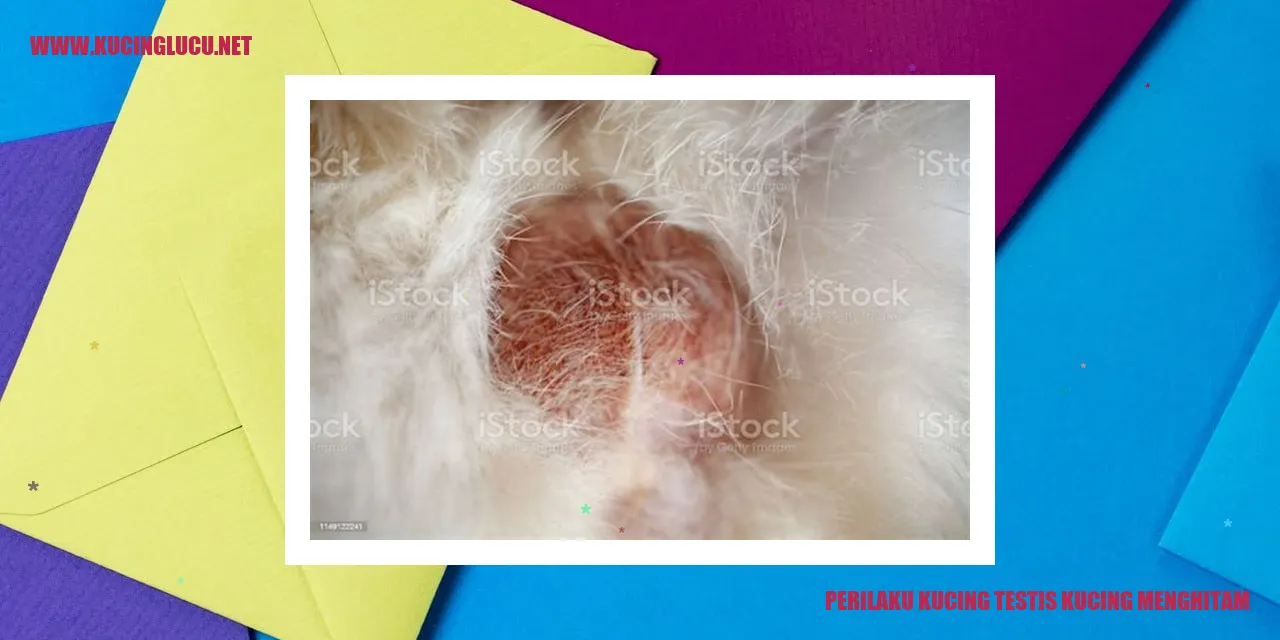 Gambar seekor kucing dengan testis menghitam