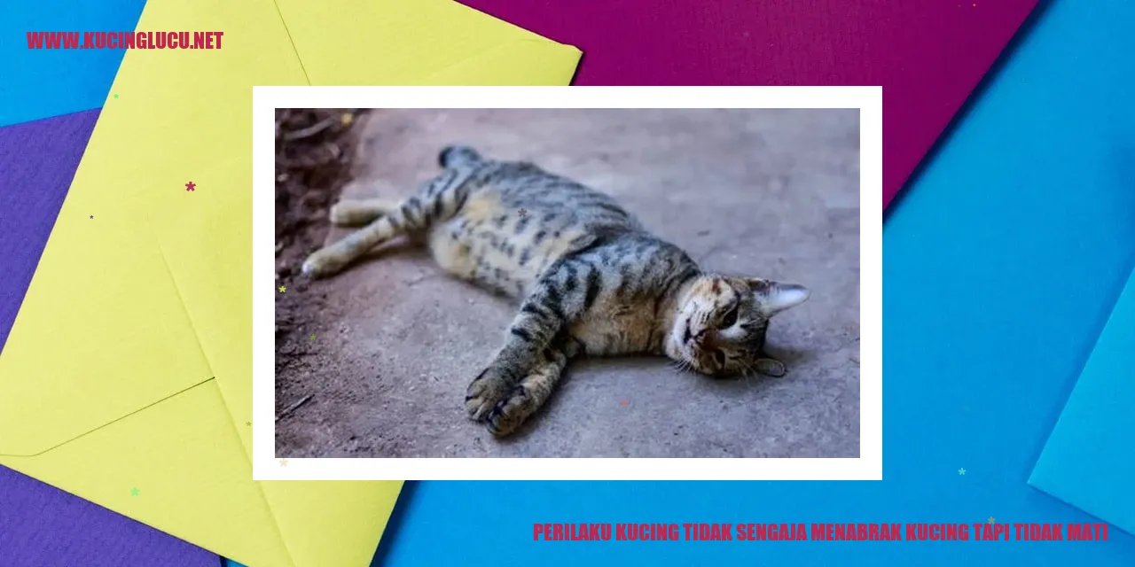 Kucing menabrak kucing