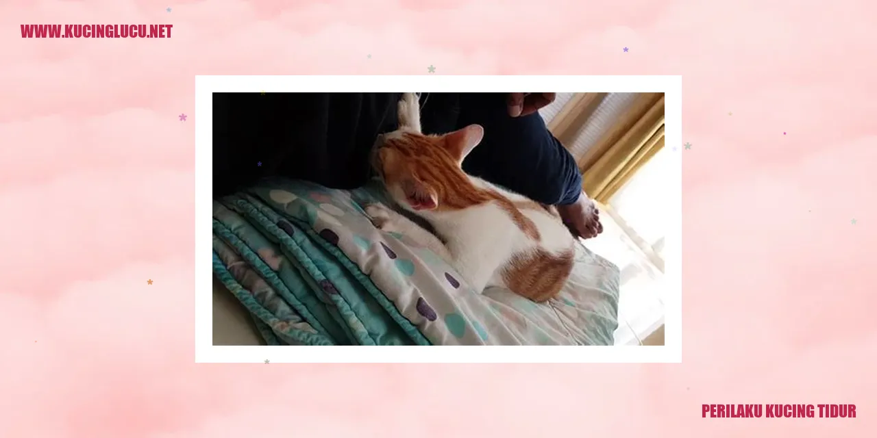 Kucing Tidur