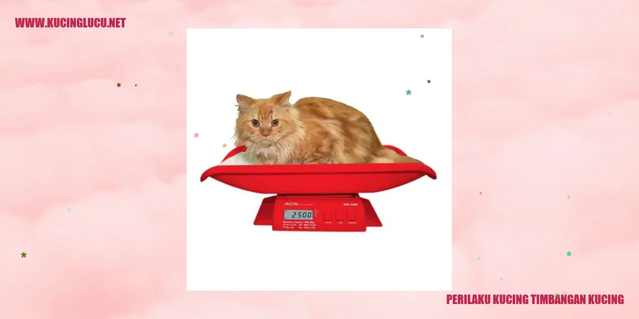 gambar kucing timbangan kucing