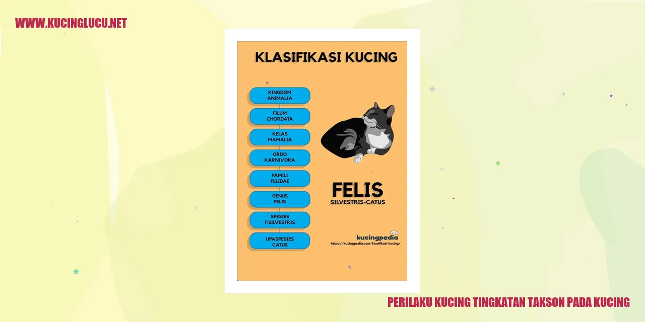 Perilaku Kucing