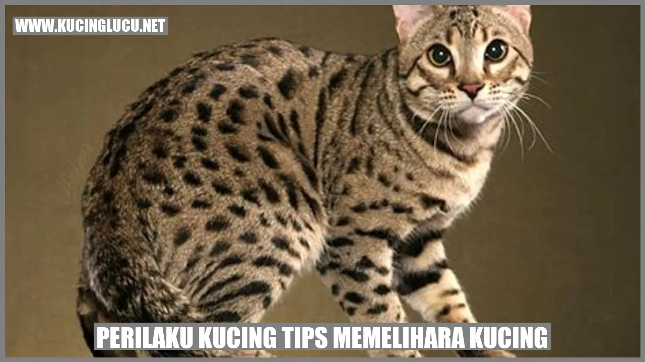Perilaku Kucing