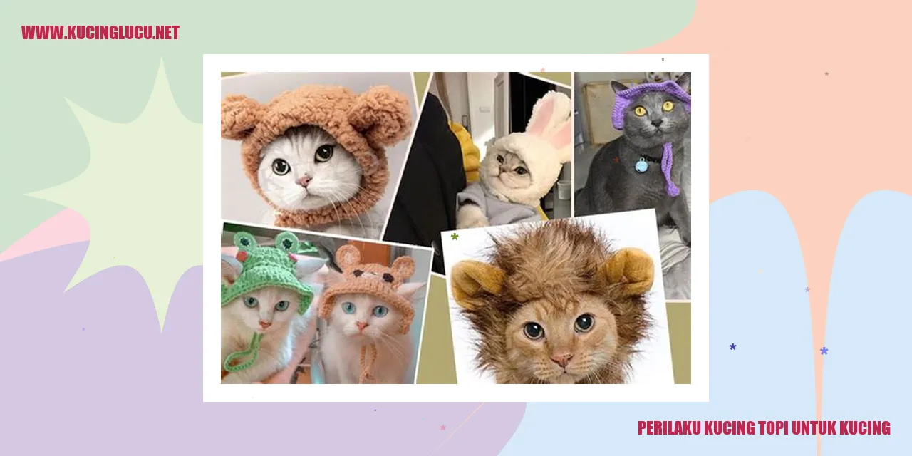 Perilaku Kucing Topi untuk Kucing