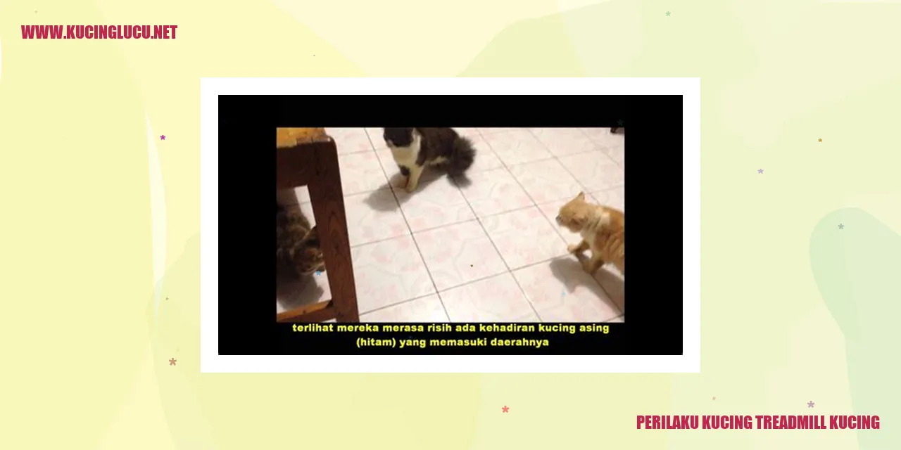 foto kucing menikmati treadmill