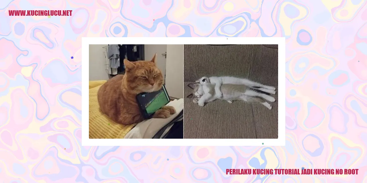 Perilaku Kucing