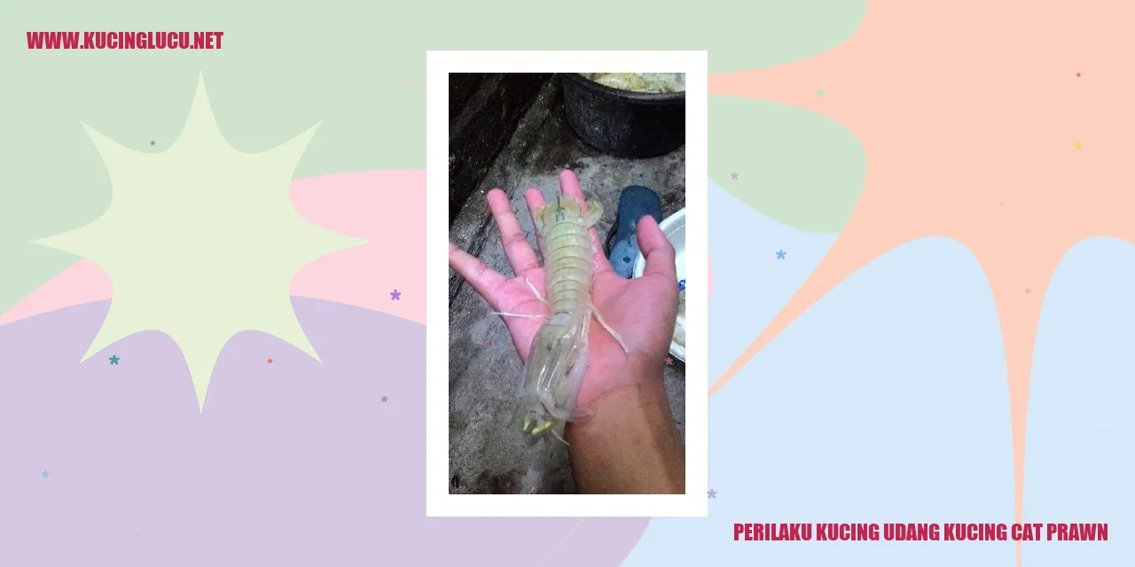 Gambar Kucing Udang
