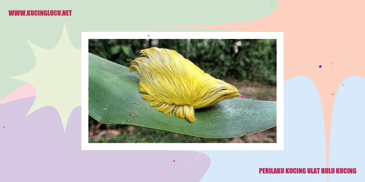Perilaku Kucing Ulat Bulu Kucing