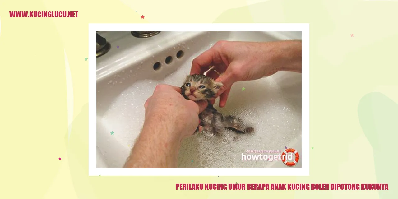 Perilaku Kucing