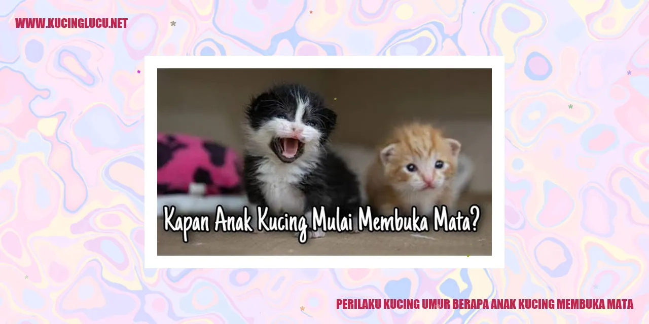Gambar Kucing Lucu