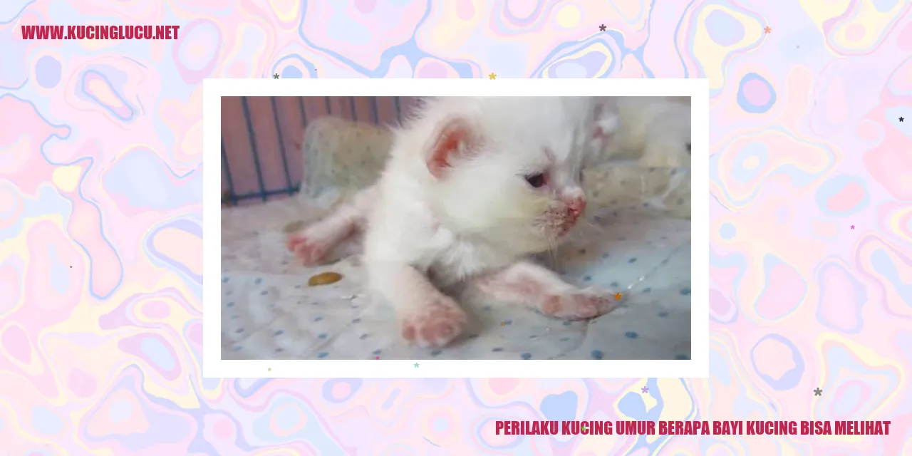 Perilaku Kucing: Saat Bayi Kucing Bisa Melihat