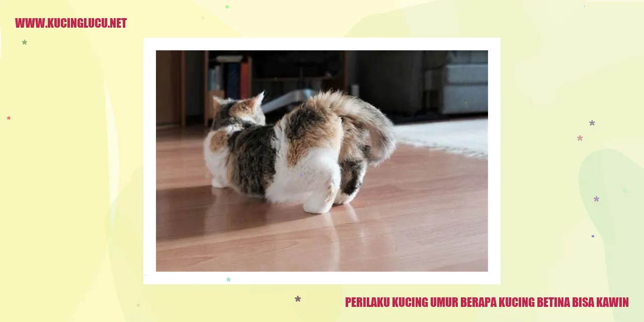 Perilaku Kucing: Umur Berapa Kucing Betina Bisa Kawin