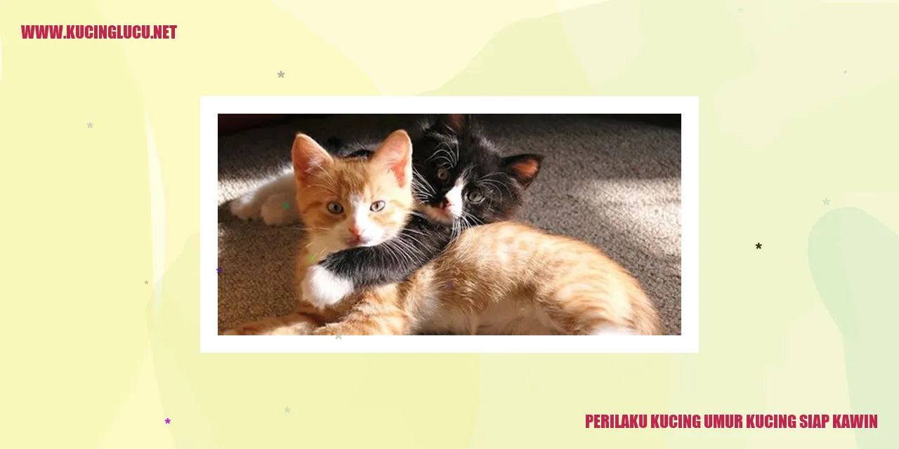 Perilaku Kucing saat Siap Kawin
