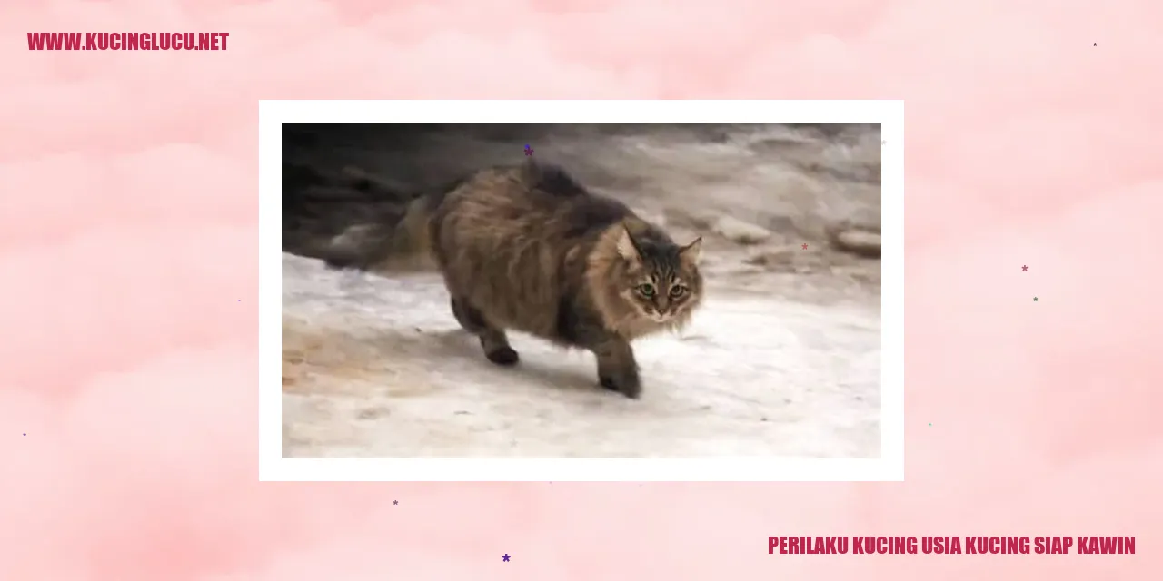 Kucing Siap Kawin