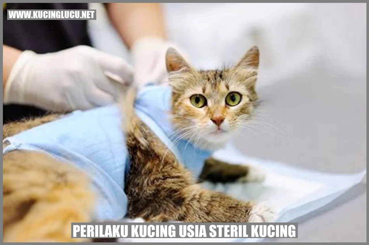 Gambar Kucing Usia Steril
