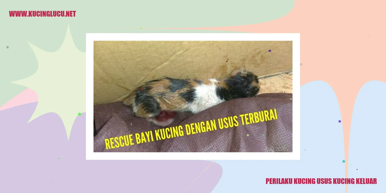 Perilaku Kucing saat Ususnya Terjulur