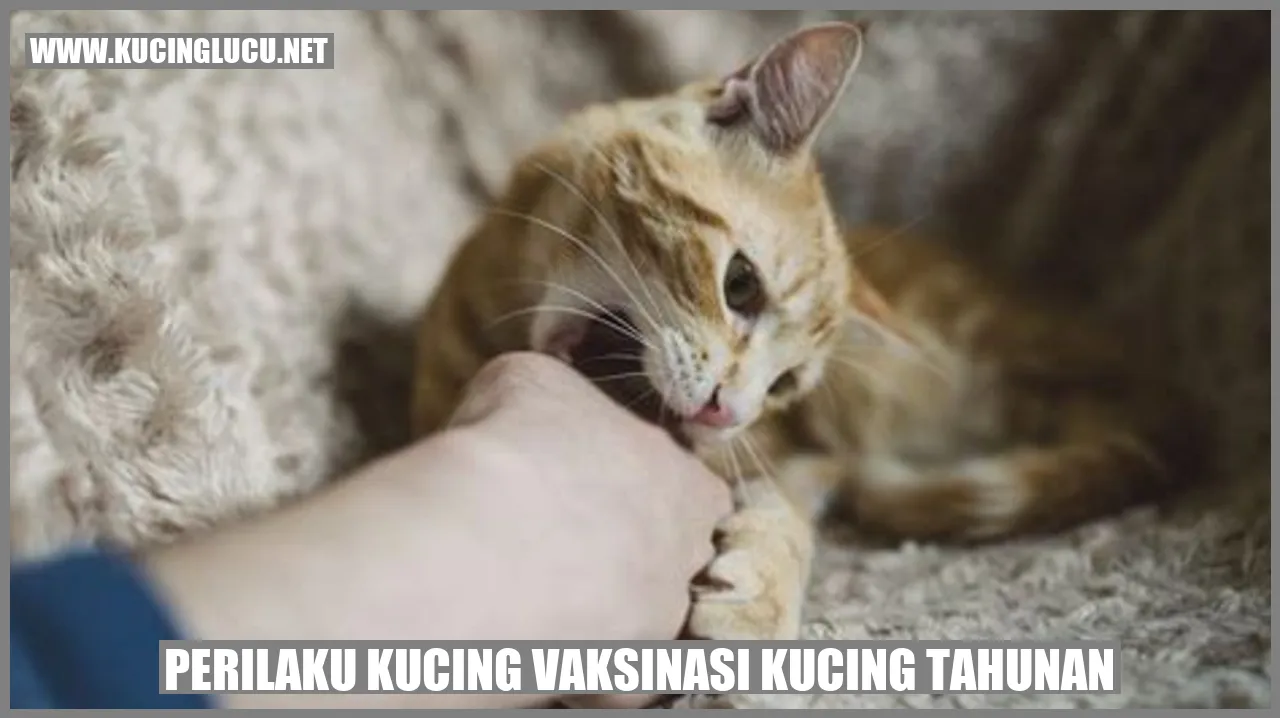 Perilaku Kucing saat Vaksinasi Kucing Tahunan