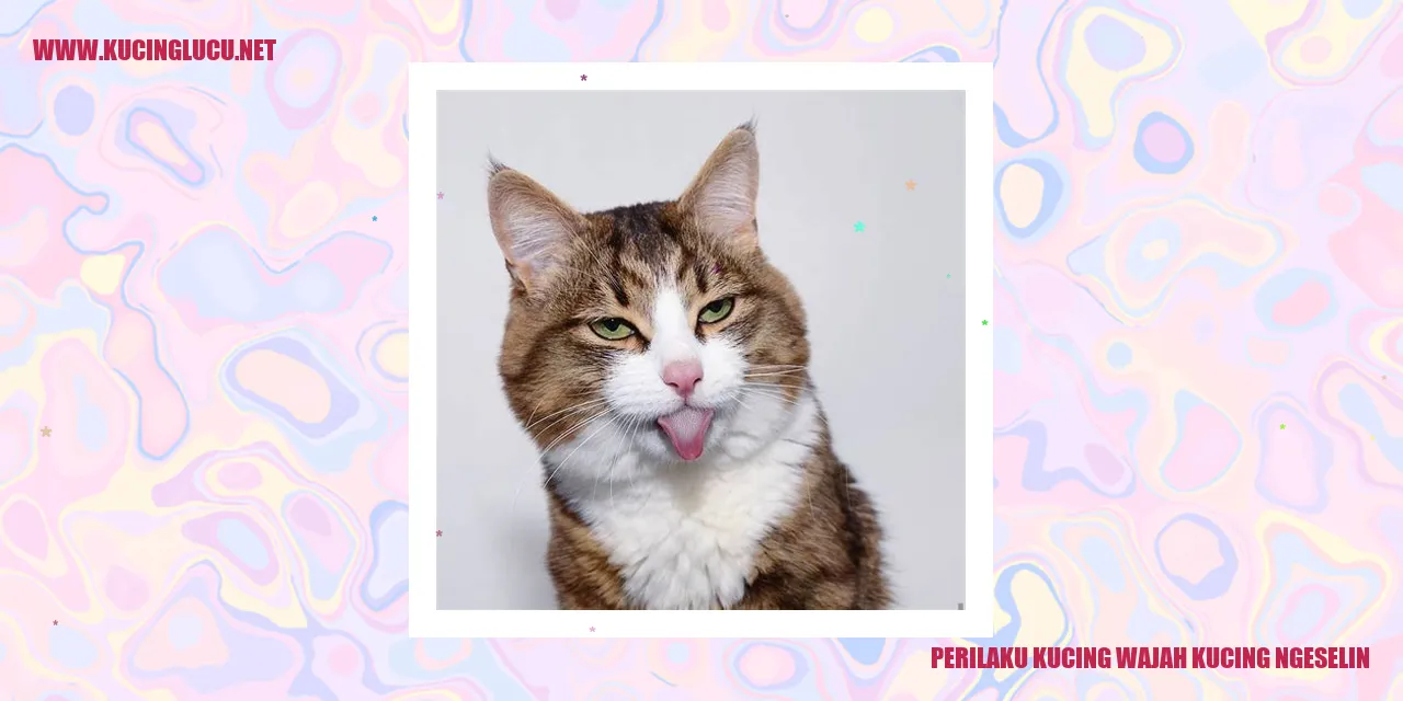 Perilaku Kucing wajah kucing ngeselin