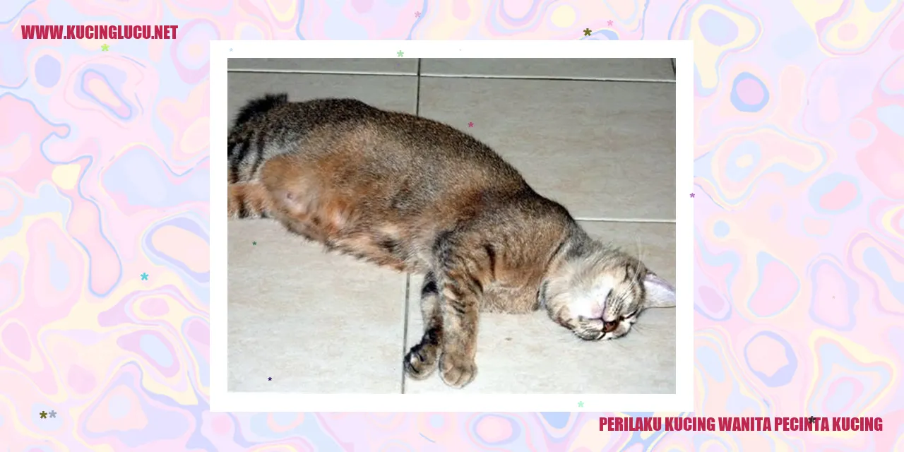 Perilaku Kucing Wanita Pecinta Kucing