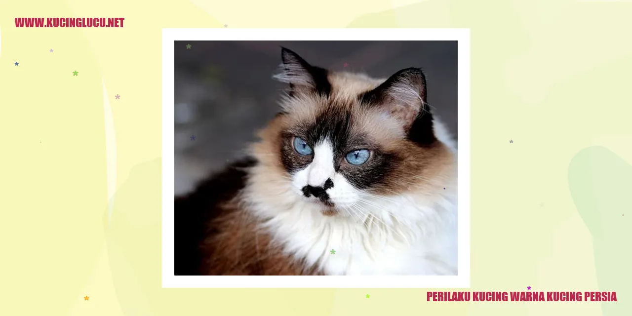 Kucing Persia