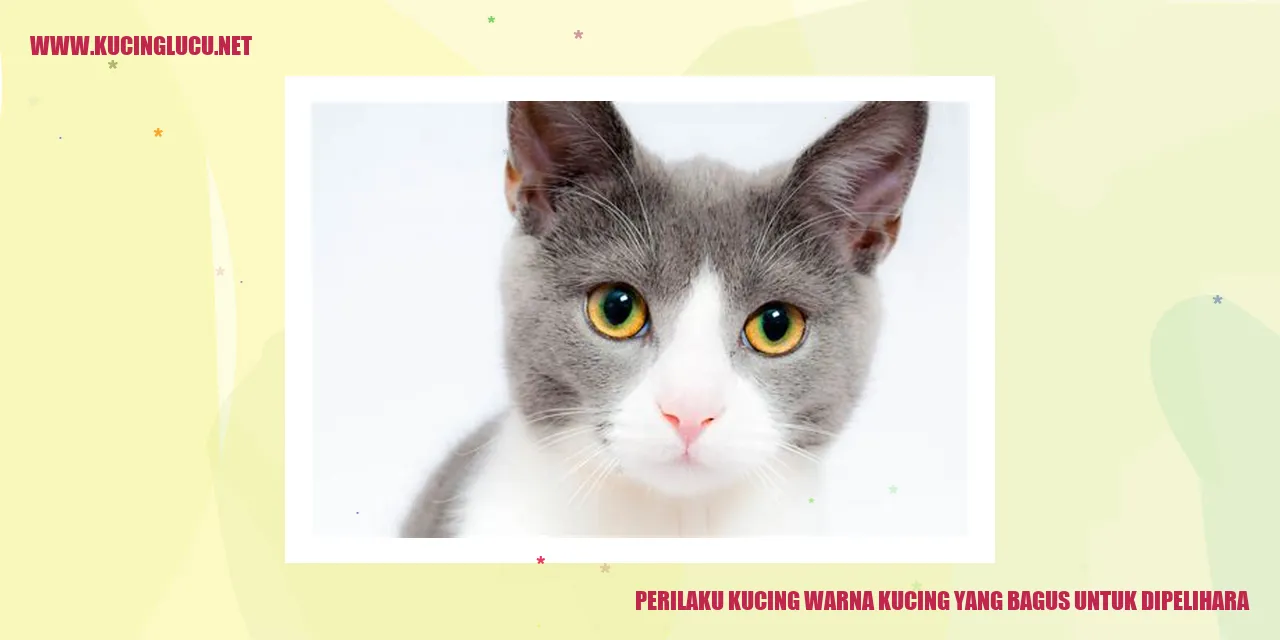 Kucing dengan warna yang bagus untuk dipelihara