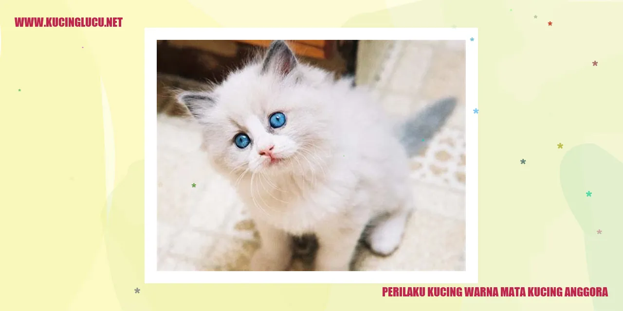 Kucing Anggora