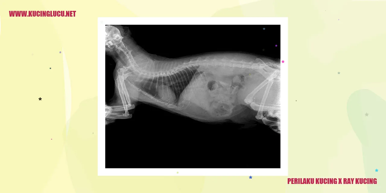 Perilaku Kucing Menyelidiki dengan X-ray