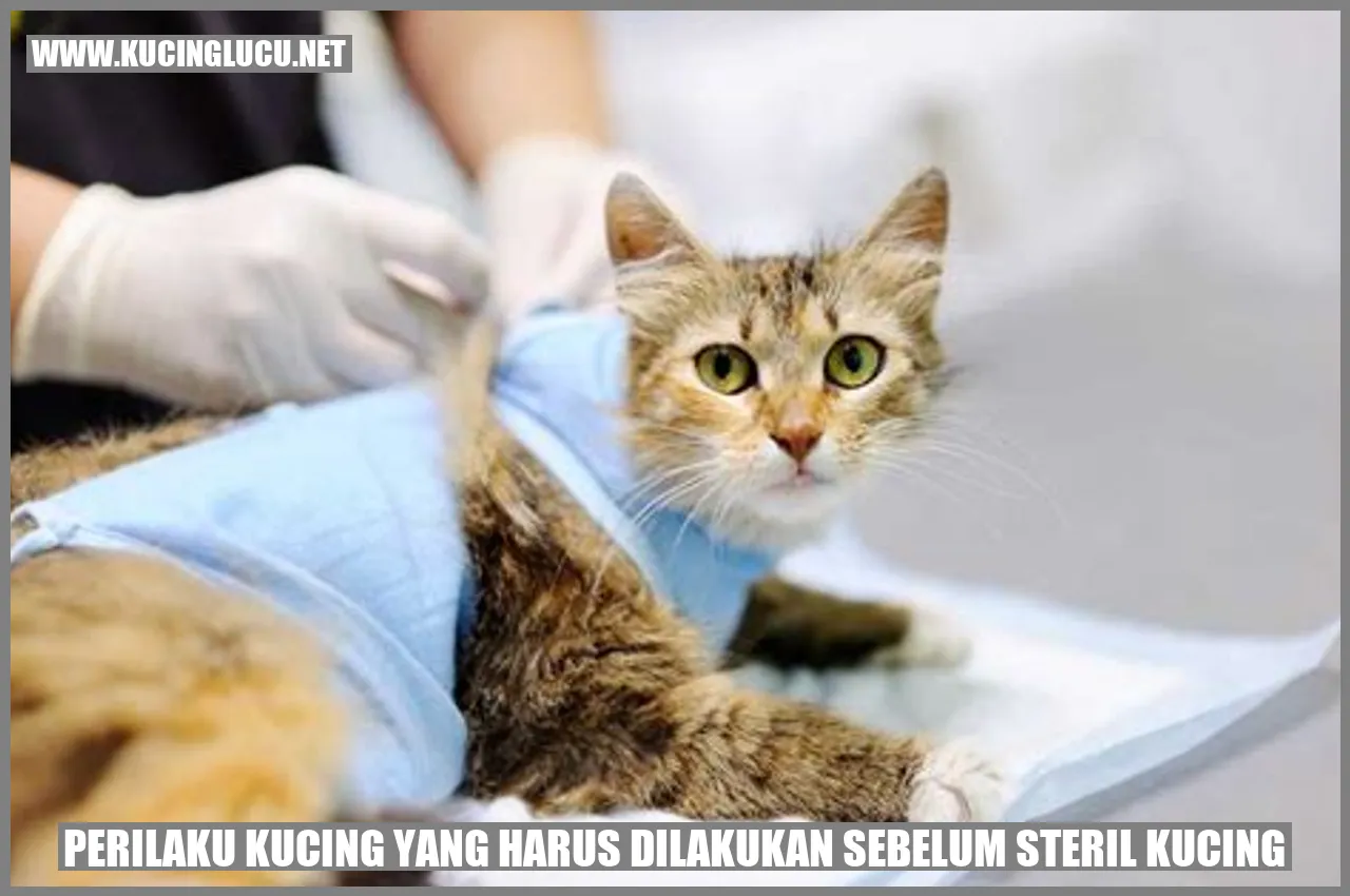 Gambar Kucing