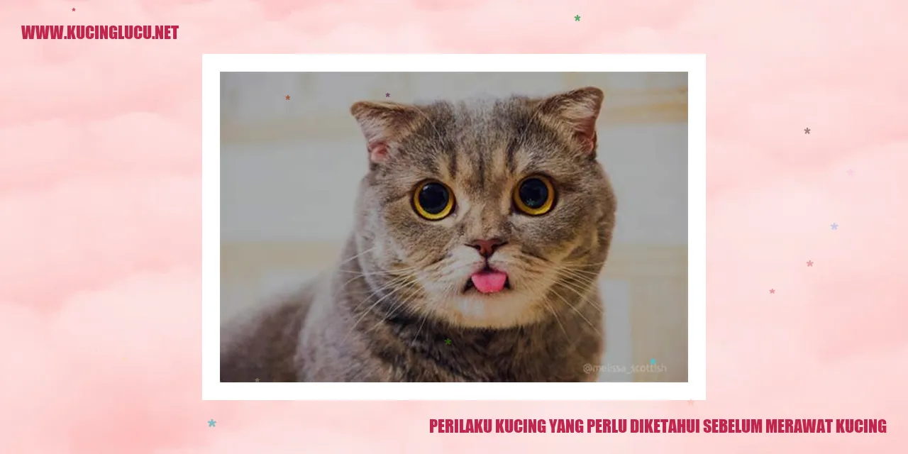 Gambar Kucing