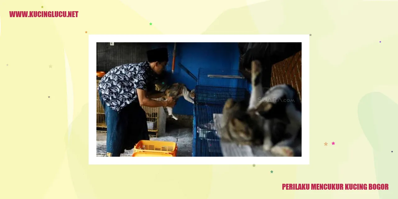 Perilaku Mencukur Kucing