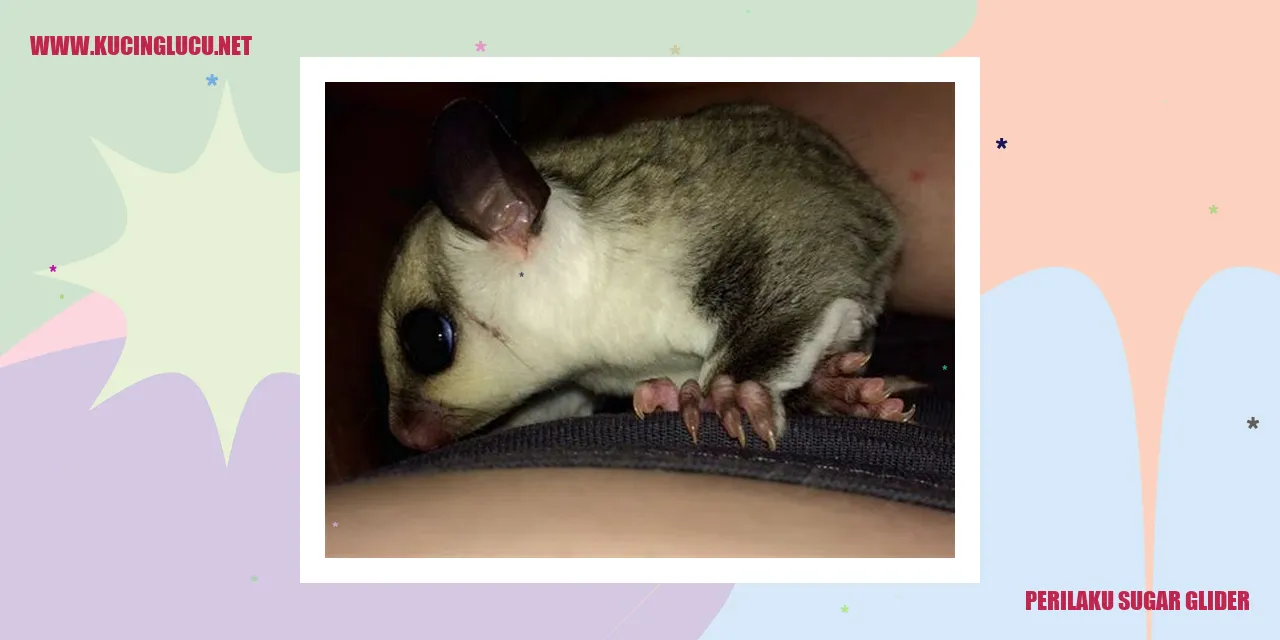 Gambar Sugar Glider