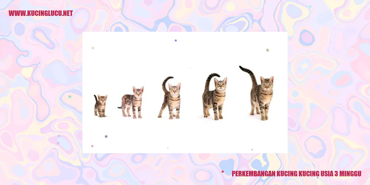 Ilustrasi kucing usia 3 minggu