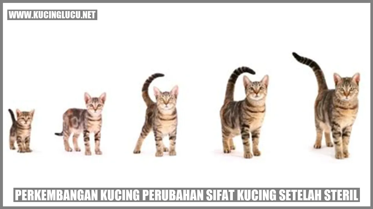 Gambarkan kucing setelah steril