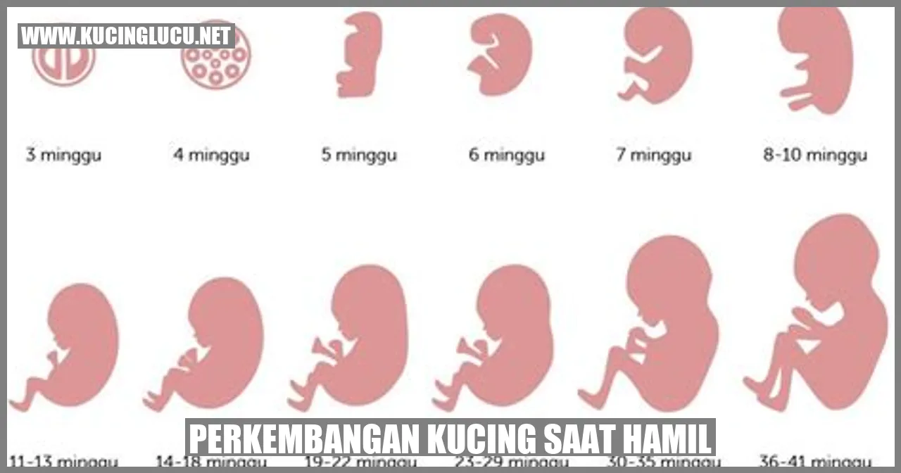 Perkembangan Kucing saat Hamil