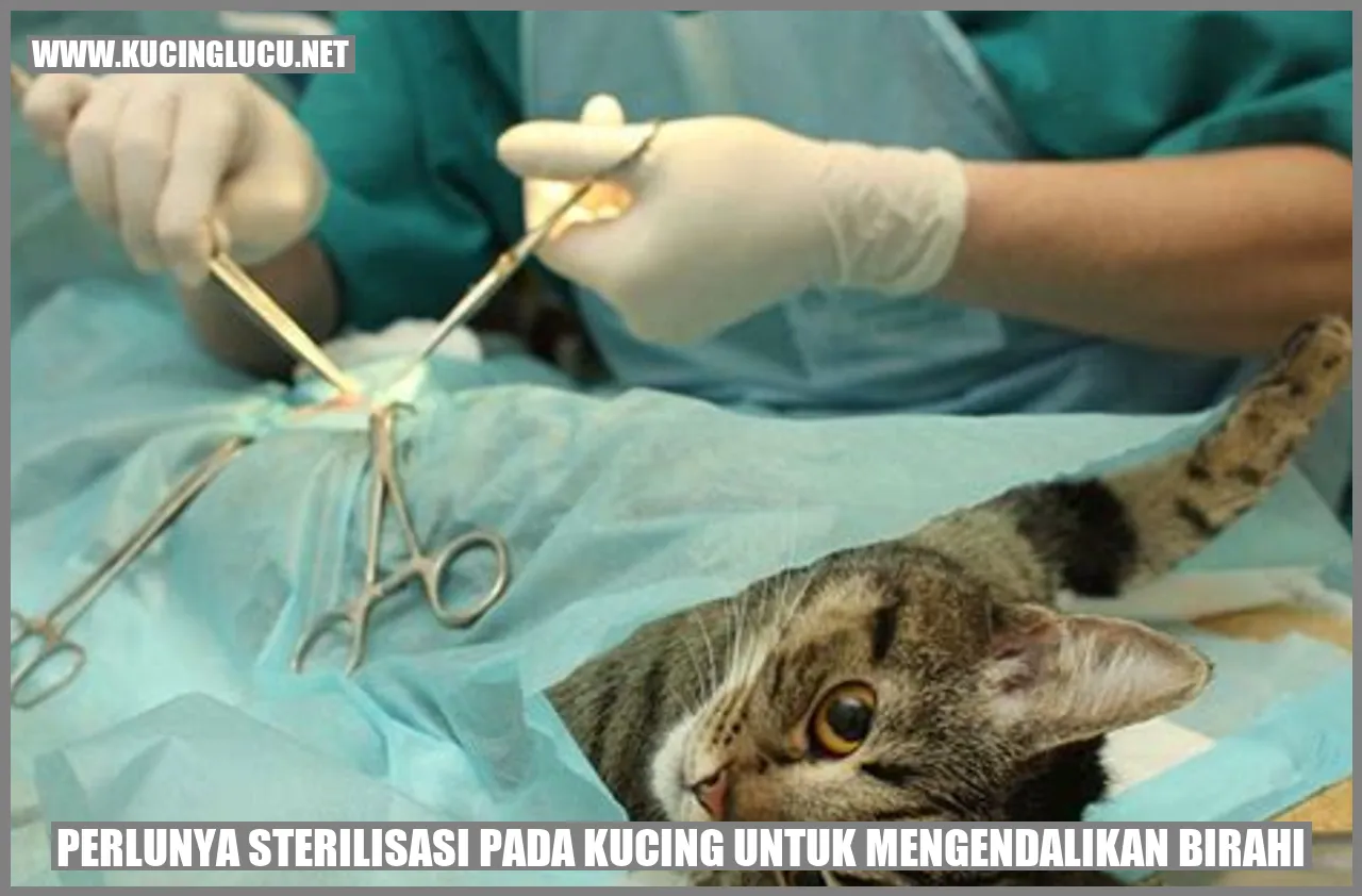 Peran Kucing dalam Kesehatan Manusia