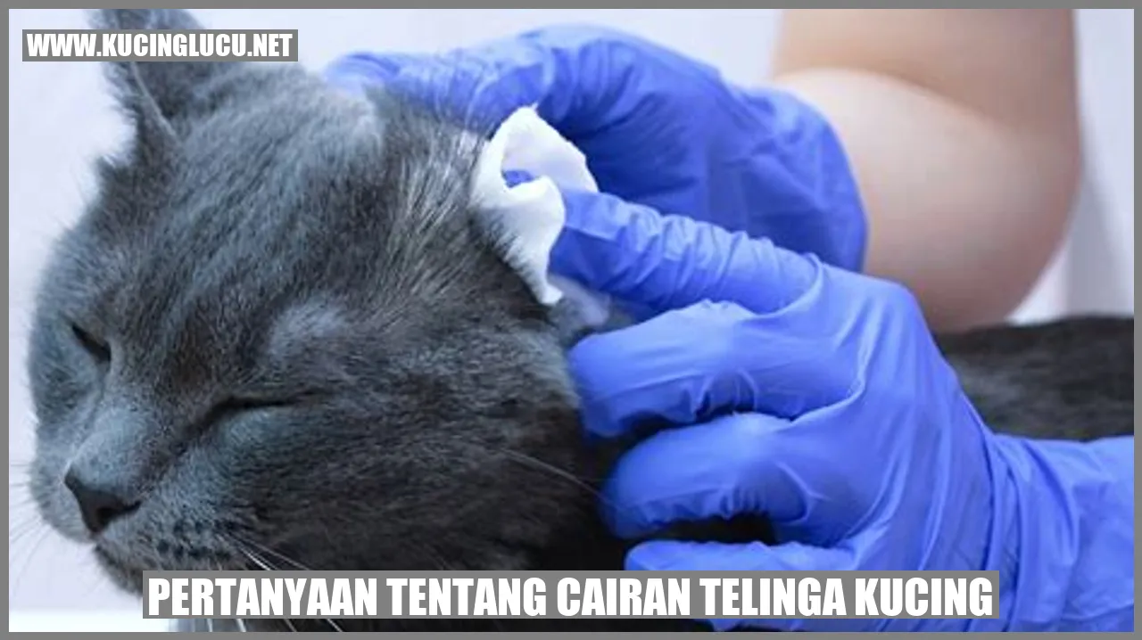 Kucing Mengeluarkan Cairan dari Telinga