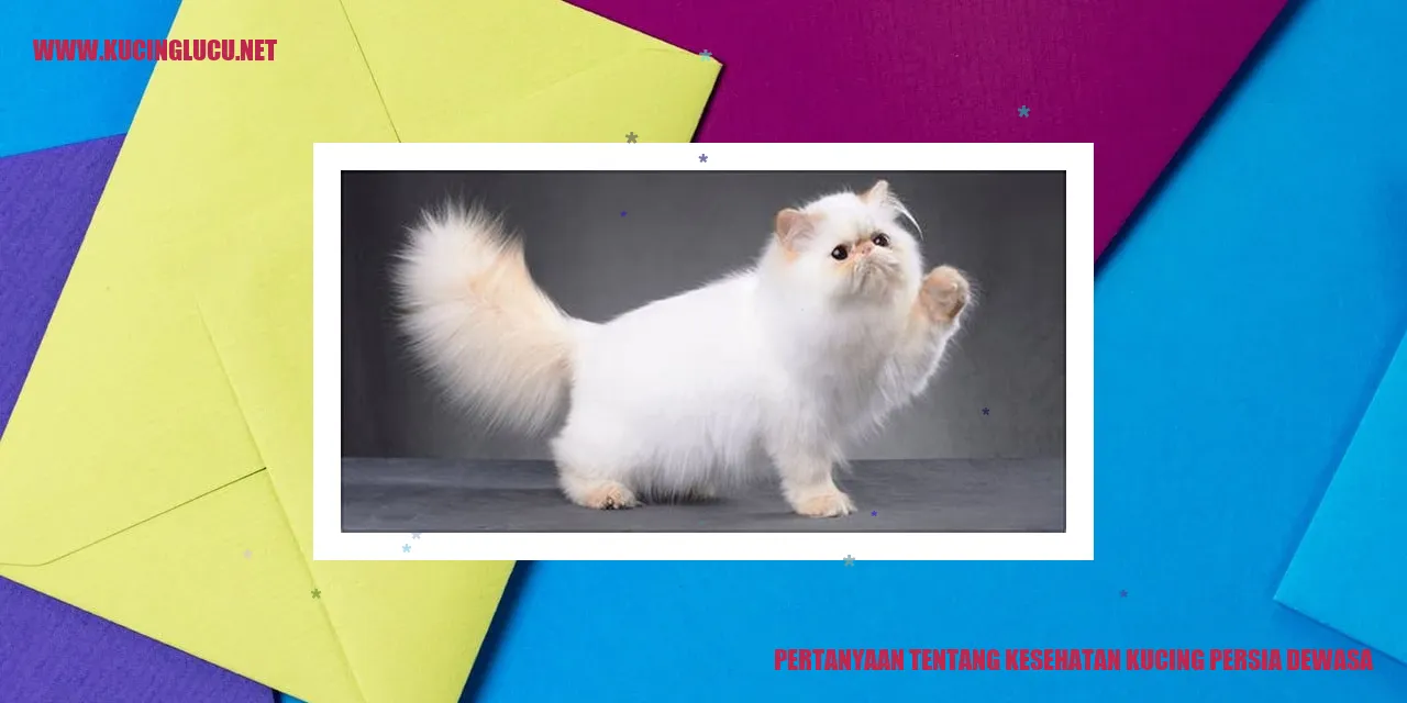 Gambar Dewasa Kucing Persia yang Sehat