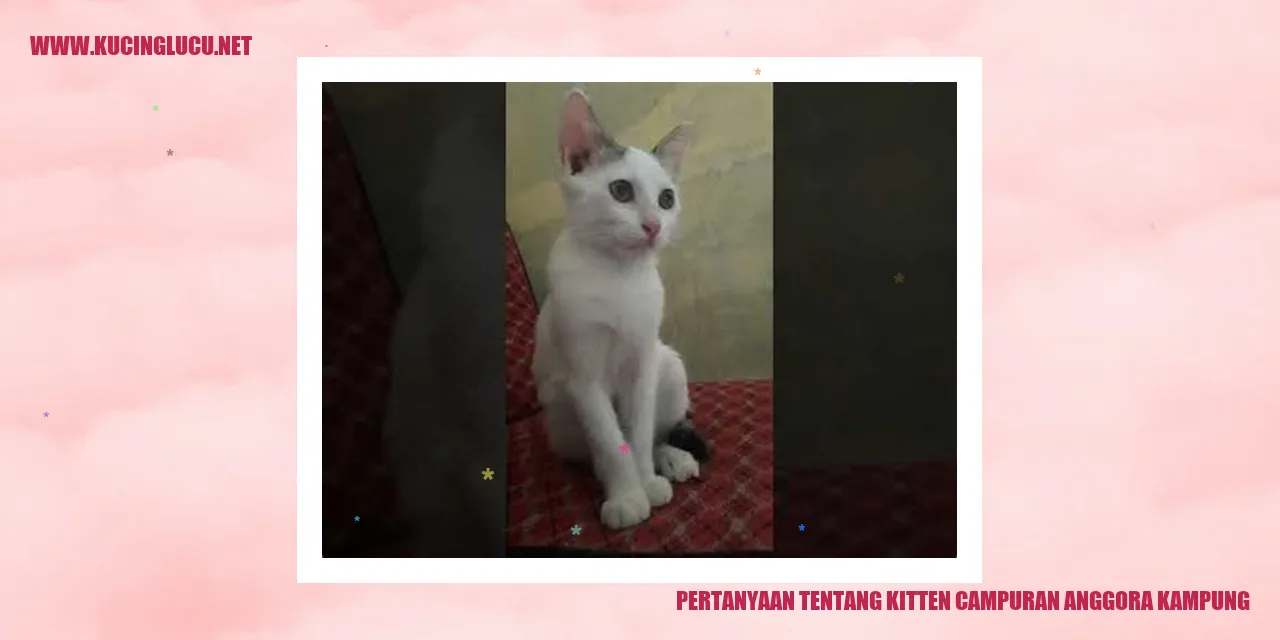 Kucing Campuran Anggora Kampung