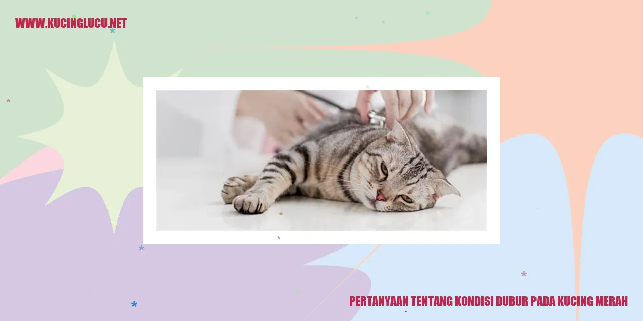 Ilustrasi Pertanyaan Dubur pada Kucing Merah
