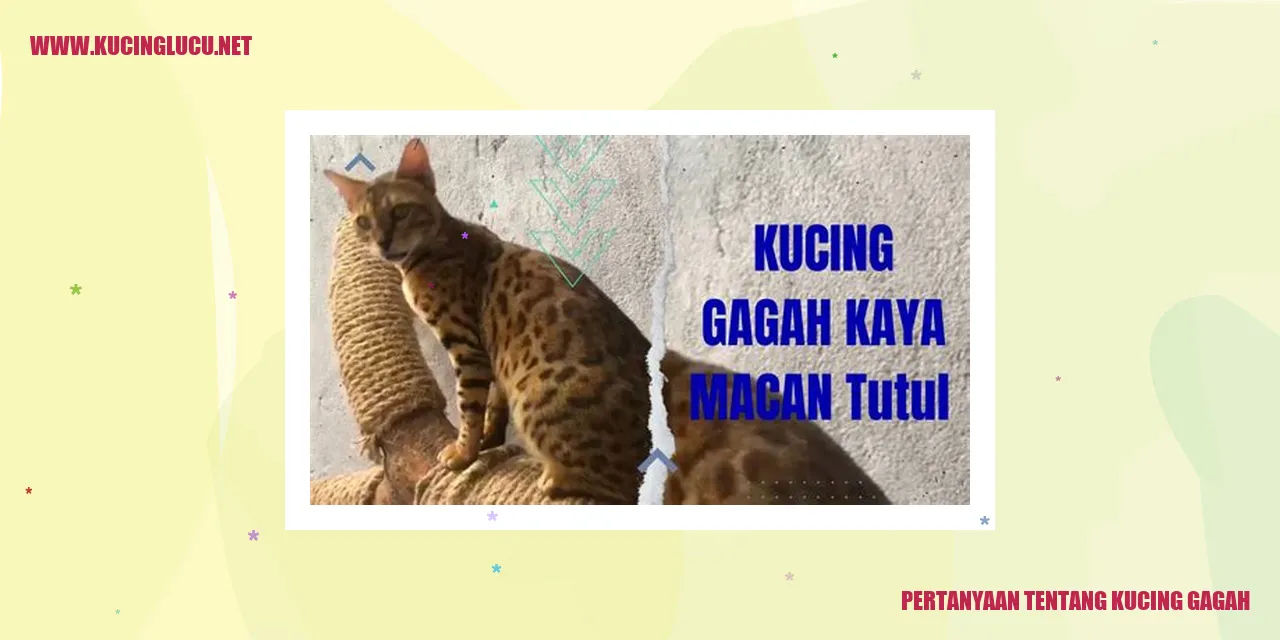 Kucing Gagah