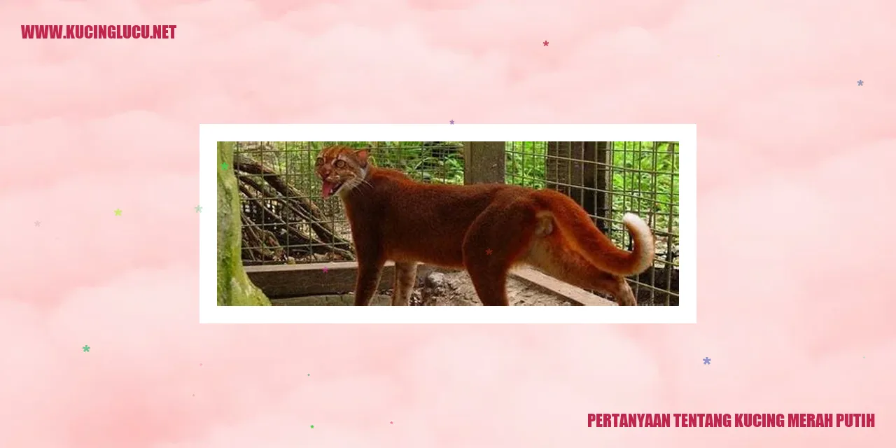 Pertanyaan tentang Kucing Merah Putih