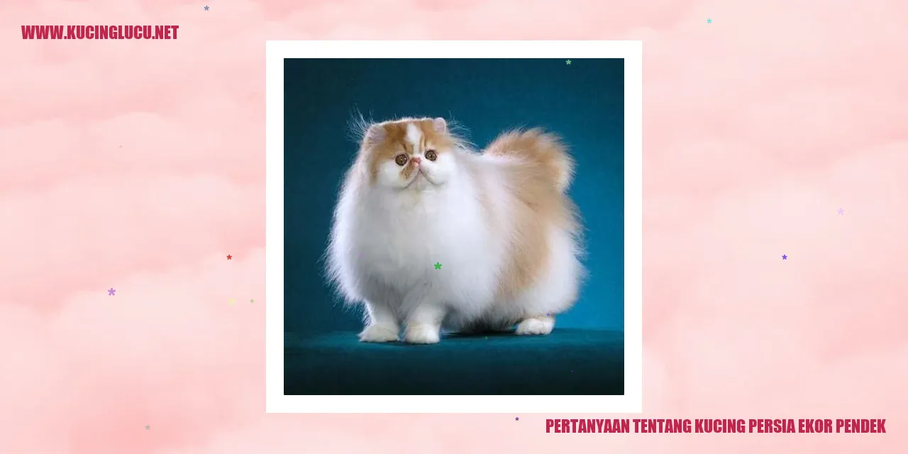 Kucing Persia Ekor Pendek