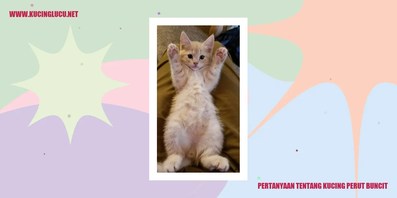 Kucing dengan Perut Membuncit