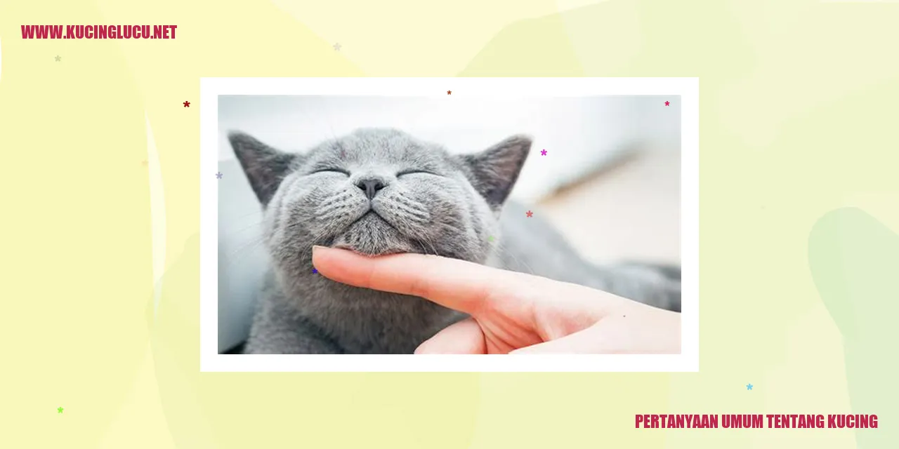 pertanyaan-umum-kucing