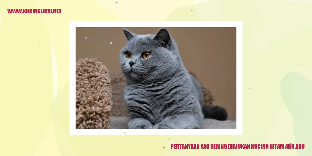 gambar kucing hitam abu-abu yang cantik
