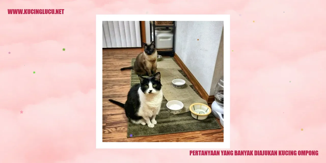 Gambar Kucing Ompong