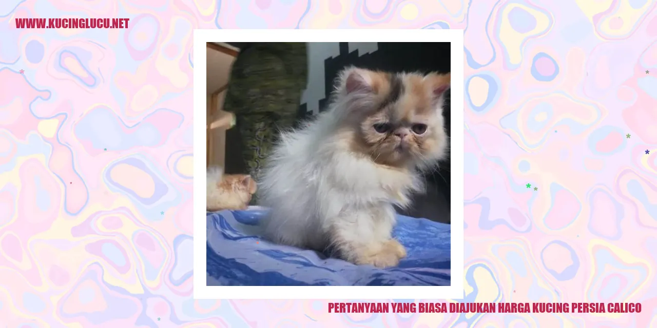 Gambar Kucing Persia Calico